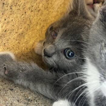 Gigi -  Domestic Short Hair Cat for Adoption in Philadelphia, Pennsylvania - Gigi | PetCurious