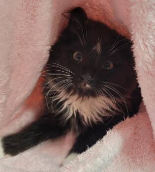 Timble -  Domestic Medium Hair Cat for Adoption in Vancouver, Washington - Timble | PetCurious