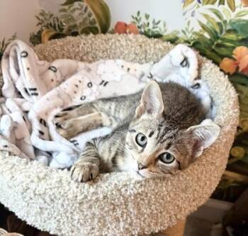 Sydney -  Domestic Short Hair Cat for Adoption in Savannah, Georgia - Sydney | PetCurious