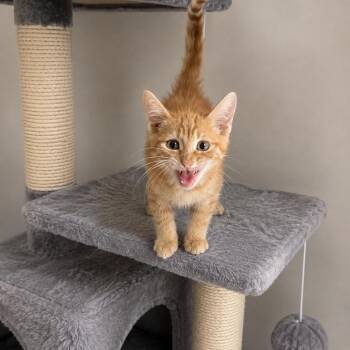 Dishwasher -  Domestic Short Hair Cat for Adoption in Fresno, California - Dishwasher | PetCurious