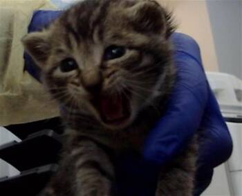 Domestic Medium Hair Cats Available for Adoption in Dallas, Texas - ITALY | PetCurious