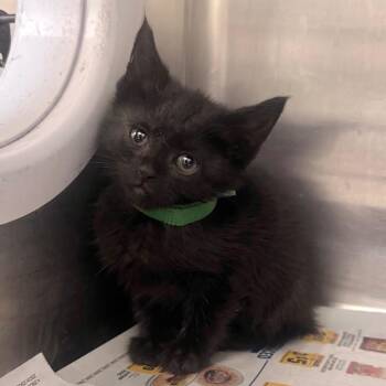Crunchy Taco -  Domestic Short Hair Cat Available for Adoption in Winston-salem, North Carolina - Crunchy Taco | PetCurious