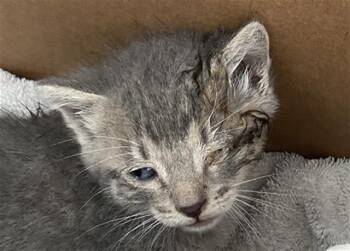EENY -  Domestic Short Hair Cat for Adoption in Dallas, Texas - EENY | PetCurious