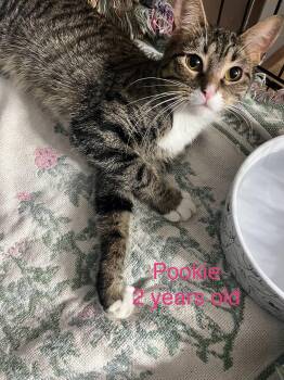 Rescue Domestic Short Hair Cats for Adoption - Pookie | PetCurious