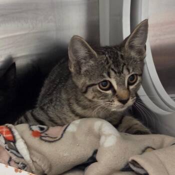 Arti -  Domestic Short Hair Cat for Adoption in Chattanooga, Tennessee - Arti | PetCurious