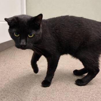 Domestic Short Hair Cats Available for Adoption - Jamie | PetCurious