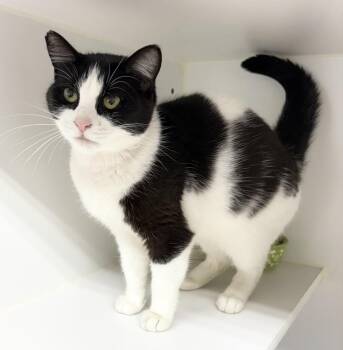 Jane -  Domestic Short Hair Cat for Adoption in Rochester, Indiana - Jane | PetCurious