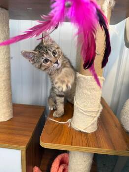 Domestic Short Hair Cats Available for Adoption in Pierceton, Indiana - Elizzabeth | PetCurious
