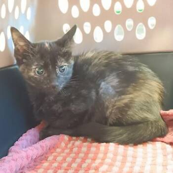 Mozzarella -  Domestic Short Hair Cat for Adoption in Fort Worth, Texas - Mozzarella | PetCurious