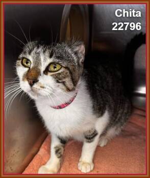 CHITA (see also COOKIE and SIN) -  Domestic Short Hair and Tabby Cat for Adoption in Marietta, Georgia - CHITA (see Also COOKIE And SIN) | PetCurious
