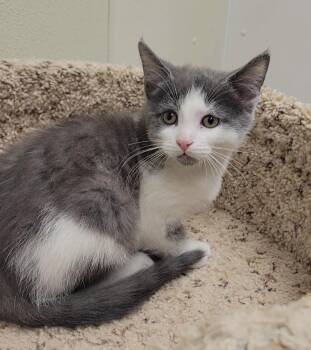 Domestic Short Hair Cats Available for Adoption in Sandusky, Ohio - PIGTAIL | PetCurious