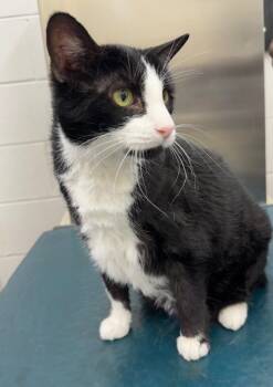 Nellie -  Domestic Short Hair Cat for Adoption in Mobile, Alabama - Nellie | PetCurious