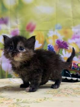 Domestic Short Hair Cats Available for Adoption in San Antonio, Texas - Tammy | PetCurious