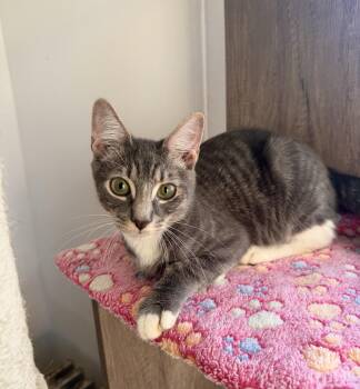 Goose -  Domestic Short Hair Cat for Adoption in New York, New York - Goose | PetCurious