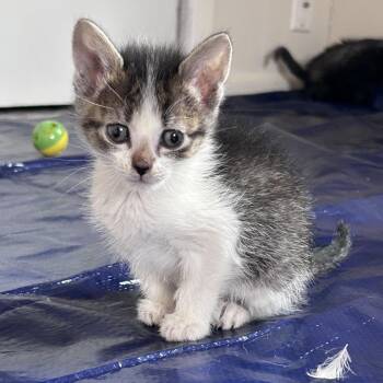 Domestic Short Hair Cats Available for Adoption in Springfield, Illinois - Turnip | PetCurious