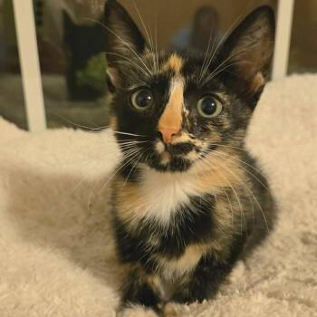 Andretti -  Domestic Short Hair Cat for Adoption in Saint Charles, Missouri - Andretti | PetCurious