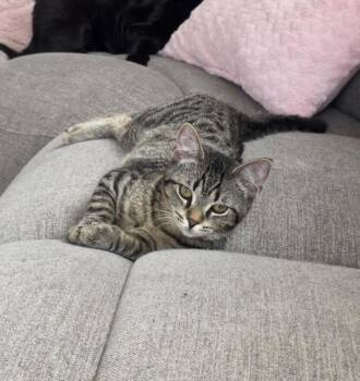 Domestic Short Hair Cats Available for Adoption - PEPPERMINT MATCHA LATTE | PetCurious