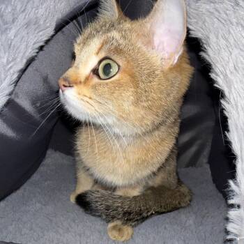 British Shorthair and Domestic Short Hair Cats Available for Adoption in Calgary, Alberta - Orla | PetCurious