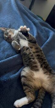 Rescue Domestic Short Hair Cats for Adoption in Tucson, Arizona - Biscuit 6 | PetCurious