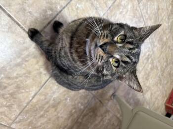 Rescue Domestic Short Hair Cats for Adoption in Wilder, Kentucky - Dusty | PetCurious