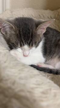 Burrito. -  Domestic Short Hair Cat for Adoption in Plano, Texas - Burrito. | PetCurious