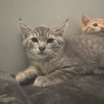 Victor -  Domestic Short Hair Cat for Adoption in Saint Charles, Missouri - Victor | PetCurious