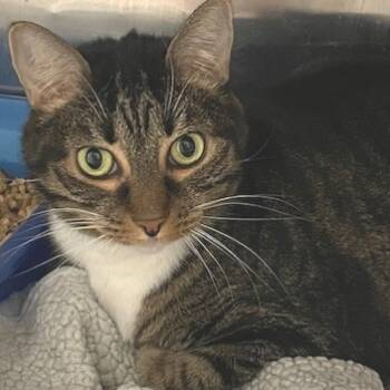 Rescue Domestic Short Hair Cats for Adoption in Cumming, Georgia - Prissy | PetCurious