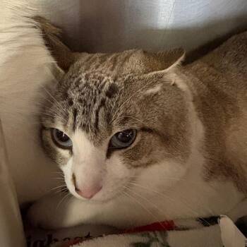 Sun -  Domestic Short Hair Cat for Adoption in Brockton, Massachusetts - Sun | PetCurious