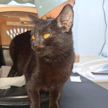 Blinkie -  Domestic Short Hair Cat for Adoption in Winchester, Virginia - Blinkie | PetCurious