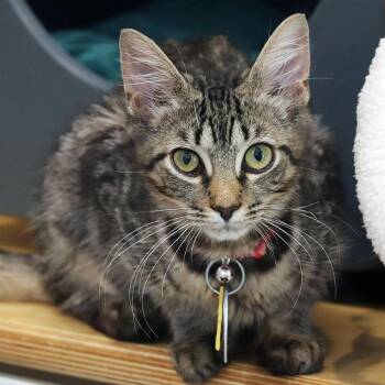 Lovey -  Domestic Medium Hair Cat for Adoption in Port Washington, New York - Lovey | PetCurious