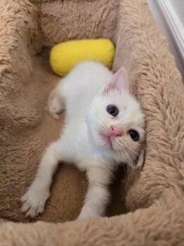 Domestic Short Hair Cats Available for Adoption in Los Angeles, California - Shamrock  | PetCurious