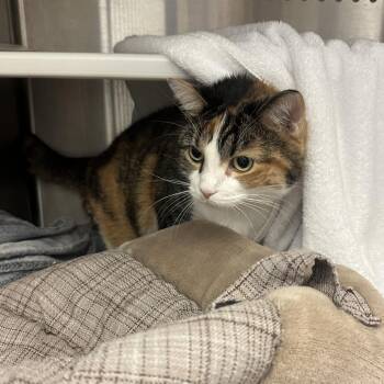 Domestic Short Hair Cats Available for Adoption in Pittsburgh, Pennsylvania - Honey | PetCurious