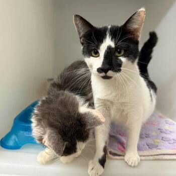 Uhura -  Domestic Short Hair Cat for Adoption in Murray, Utah - Uhura | PetCurious