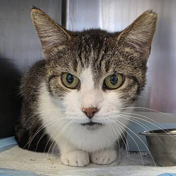 Google -  Domestic Short Hair Cat for Adoption in Fort Wayne, Indiana - Google | PetCurious