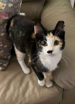 Rescue Domestic Short Hair Cats for Adoption in Avon Park, Florida - Eva | PetCurious
