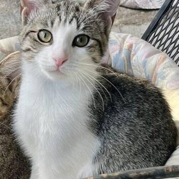 Mole -  Domestic Short Hair Cat for Adoption in Tampa, Florida - Mole | PetCurious