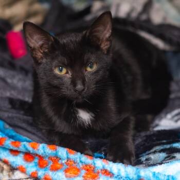 Gus -  Domestic Short Hair Cat for Adoption - Gus | PetCurious