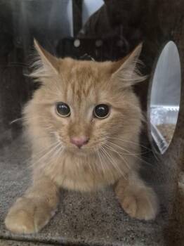 Nf 30d -  Domestic Medium Hair Cat for Adoption in Lawrenceville, Georgia - Nf 30d | PetCurious