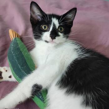 Annie Purrell -  Domestic Short Hair Cat for Adoption in Lakeland, Florida - Annie Purrell | PetCurious