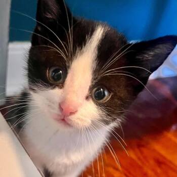 Winston Whiskers -56193 -  Domestic Short Hair Cat for Adoption in Eaton Rapids, Michigan - Winston Whiskers -56193 | PetCurious