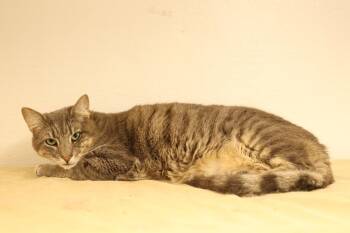 Tabby Cats Available for Adoption - Pepper | PetCurious