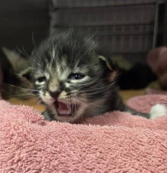 Pixie -  Domestic Short Hair Cat for Adoption in Vancouver, Washington - Pixie | PetCurious