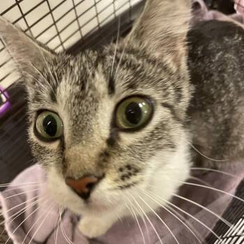 Lillian -  Domestic Short Hair Cat for Adoption in Chicago, Illinois - Lillian | PetCurious