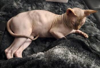 Ace -  Sphynx Hairless Cat Cat Available for Adoption in City Of Industry, California - Ace | PetCurious