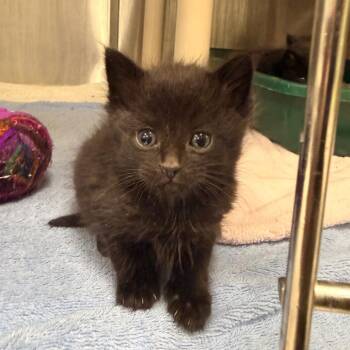Ant -  Domestic Short Hair Cat for Adoption in Indianapolis, Indiana - Ant | PetCurious