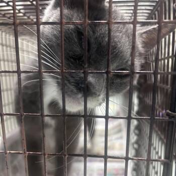 Domestic Short Hair Cats Available for Adoption in Philadelphia, Pennsylvania - Walt Whiskers | PetCurious