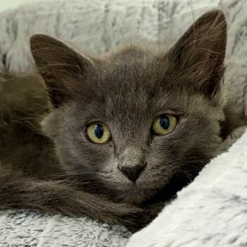 Keanu (26-3K-1) -  Domestic Medium Hair Cat for Adoption in Rifle, Colorado - Keanu (26-3K-1) | PetCurious