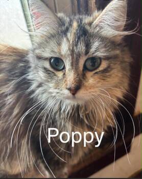 Domestic Medium Hair Cats Available for Adoption in Urbandale, Iowa - Poppy | PetCurious