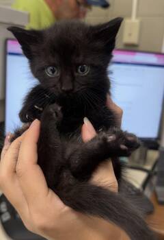 Mars -  Domestic Short Hair Cat for Adoption in Saint Clairsville, Ohio - Mars | PetCurious