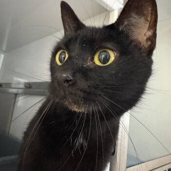 Domestic Short Hair Cats Available for Adoption - Little Bit | PetCurious